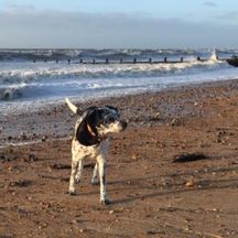 Kessie on the beach in Rustington