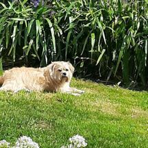 Tiggy sunbathing in the garden