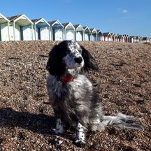 Miguel enjoying the dog friendly beach at Rustington