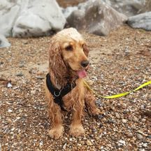Bonny on Rustington beach, one happy puppy