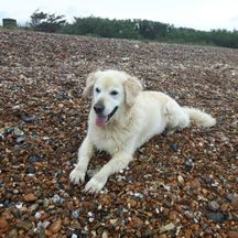 Monty on the beach